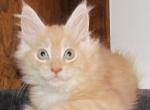 Buff - Maine Coon Cat For Sale - Santa Maria&comma; CA&comma; US