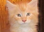 Blink - Maine Coon Cat For Sale - Santa Maria&comma; CA&comma; US