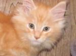 Blade - Maine Coon Cat For Sale - Santa Maria&comma; CA&comma; US