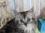 Tucker - Minuet Cat For Sale - Neosho&comma; MO&comma; US