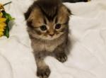 Scottish Fold Girl - Scottish Fold Cat For Sale - Brooklyn&comma; NY&comma; US