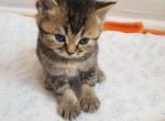 Scottish Straight boy - Scottish Straight Cat For Sale - Brooklyn&comma; NY&comma; US