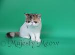 Bianca - Exotic Cat For Sale - Yucca Valley&comma; CA&comma; US