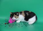Katya - Exotic Cat For Sale - Yucca Valley&comma; CA&comma; US