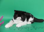 Miranda - Exotic Cat For Sale - Yucca Valley&comma; CA&comma; US