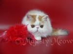 Lesya - Persian Cat For Sale - Yucca Valley&comma; CA&comma; US