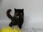 Dalida - Exotic Cat For Sale - Yucca Valley&comma; CA&comma; US