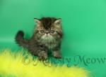 Brooney - Persian Cat For Sale - Yucca Valley&comma; CA&comma; US