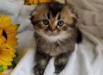 Scottish Fold  Kittie - Scottish Fold Cat For Sale - Brooklyn&comma; NY&comma; US