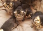 Scottish Fold Kitties - Scottish Fold Cat For Sale - Brooklyn&comma; NY&comma; US