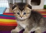 Scottish Fold Kittie Girl - Scottish Fold Cat For Sale - Brooklyn&comma; NY&comma; US