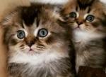 Scottish Fold  Boy - Scottish Fold Cat For Sale - Brooklyn&comma; NY&comma; US