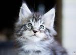 UA Mazurka Zig Zag - Maine Coon Cat For Sale - Brooklyn&comma; NY&comma; US
