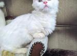 Goblin - Munchkin Cat For Sale - Neosho&comma; MO&comma; US