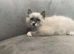 Snippy - Ragdoll Cat For Sale - Mount Vernon&comma; WA&comma; US