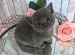 Katya - Munchkin Cat For Sale - Neosho&comma; MO&comma; US