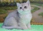 Sidney - British Shorthair Cat For Sale - Chicago&comma; IL&comma; US