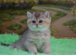Sam - British Shorthair Cat For Sale - Chicago&comma; IL&comma; US