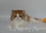 Dodick - Persian Cat For Sale - Yucca Valley&comma; CA&comma; US