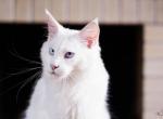 UA Mazurka Viking - Maine Coon Cat For Sale - Brooklyn&comma; NY&comma; US