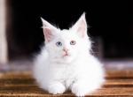 UA Mazurka Zu Zu - Maine Coon Cat For Sale - Brooklyn&comma; NY&comma; US