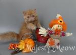 Lisa - Persian Cat For Sale - Yucca Valley&comma; CA&comma; US