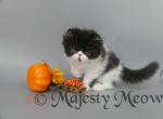 Teodor - Persian Cat For Sale - Yucca Valley&comma; CA&comma; US