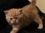 TruBalooScot Kittens born August 28th - Scottish Fold Cat For Sale - Jobstown&comma; NJ&comma; US