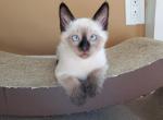 Precious Balinese Kittens - Balinese Cat For Sale - Brooklyn&comma; NY&comma; US