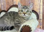 Chloe - Munchkin Cat For Sale - Neosho&comma; MO&comma; US