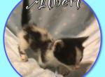 Albert - Munchkin Cat For Sale - FL&comma; US