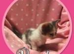 Munchkin Porsha - Munchkin Cat For Sale - FL&comma; US