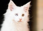 UA Mazurka Zephir - Maine Coon Cat For Sale - Brooklyn&comma; NY&comma; US