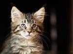 UA Mazurka Zimmi - Maine Coon Cat For Sale - Brooklyn&comma; NY&comma; US
