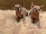 Sphynx kittens - Sphynx Cat For Sale - Brooklyn&comma; NY&comma; US