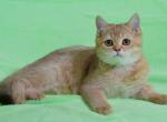 Vincent - Scottish Straight Cat For Sale - Chicago&comma; IL&comma; US