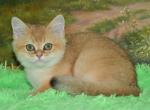 Solomon - Scottish Straight Cat For Sale - Chicago&comma; IL&comma; US