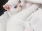 &Kcy;&iecy;vin - Scottish Straight Cat For Sale - Chicago&comma; IL&comma; US