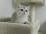 Iris - British Shorthair Cat For Sale - Chicago&comma; IL&comma; US