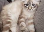 Upcoming liters - Highlander Cat For Sale - Frenchtown&comma; MI&comma; US