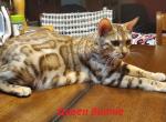 Bonnie and Clyde - Bengal Cat For Sale - Bradner&comma; OH&comma; US