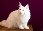 UA Mazurka White Flower - Maine Coon Cat For Sale - Brooklyn&comma; NY&comma; US