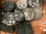 Scottishfold Litter Expected Spring - Scottish Fold Cat For Sale - Jobstown&comma; NJ&comma; US
