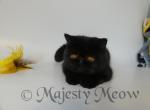 Zoe - Exotic Cat For Sale - Yucca Valley&comma; CA&comma; US