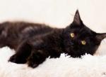 UA Mazurka Xayanna - Maine Coon Cat For Sale - Brooklyn&comma; NY&comma; US