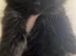 Black Doll Face Persian - Persian Cat For Sale - Biglerville&comma; PA&comma; US