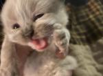 Chocolate Himalayan Female - Himalayan Cat For Sale - Biglerville&comma; PA&comma; US