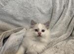 Alvin - Ragdoll Cat For Sale - Mount Vernon&comma; WA&comma; US