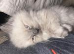 Lilac Himalayan Male - Himalayan Cat For Sale - Biglerville&comma; PA&comma; US