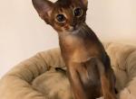 Masandra - Abyssinian Cat For Sale - Victorville&comma; CA&comma; US